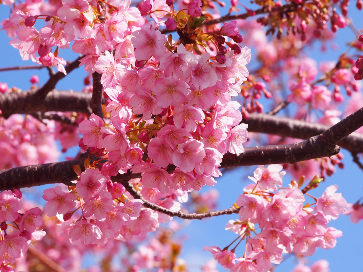 河津桜